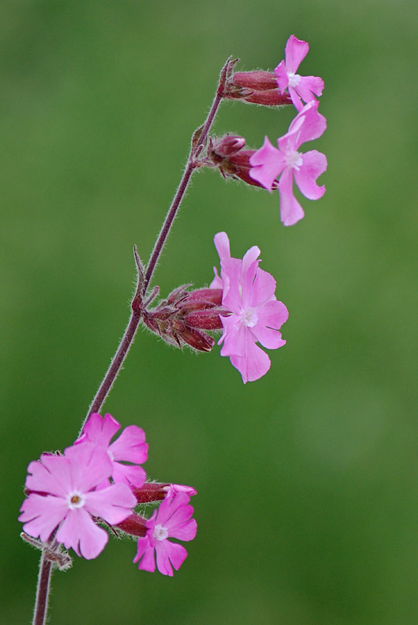 Silene dioica